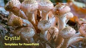  Presentation with mushrooms - Theme consisting of small-mushrooms-in-a-deciduous background and a tawny brown colored foreground