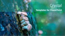  Presentation with mushrooms - PPT layouts enhanced with small-mushrooms-in-a-deciduous background and a ocean colored foreground
