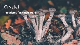  Presentation with mushrooms - Presentation consisting of small-mushrooms-in-a-deciduous background and a tawny brown colored foreground
