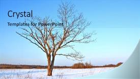  Presentation with oak tree - PPT theme enhanced with small oak on field background and a light blue colored foreground