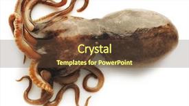  Presentation with octopus - Presentation theme having small octopus isolated on white background background and a tawny brown colored foreground