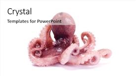 Presentation with octopus - Presentation design enhanced with small octopus on white background background and a white colored foreground