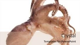  Presentation with octopus - Cool new slide set with small octopus on white background backdrop and a coral colored foreground