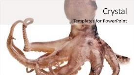  Presentation with octopus - Amazing presentation design having small octopus on white background backdrop and a light gray colored foreground