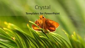  Presentation with orange butterfly - 