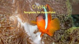  Presentation with tropical - Slides with small-orange-tropical-clownfish background and a violet colored foreground