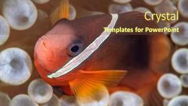  Presentation with tropical - Slides enhanced with small-orange-tropical-clownfish background and a tawny brown colored foreground