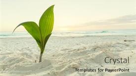  Presentation with palm beach - Colorful PPT layouts enhanced with small palm tree on beach backdrop and a mint green colored foreground