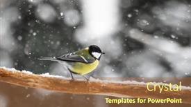  Presentation with birds - PPT theme with small-parus-with-yellow-belly background and a  colored foreground