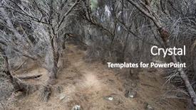  Presentation with path - Presentation theme with small path between dead trees background and a dark gray colored foreground