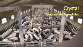 Presentation with pig farm - Cool new PPT theme with small pig farm from above backdrop and a tawny brown colored foreground
