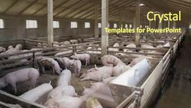  Presentation with pig farm - Audience pleasing presentation theme consisting of small pig farm backdrop and a tawny brown colored foreground
