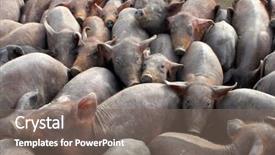  Presentation with pigs - Colorful slides enhanced with small pigs in a farm backdrop and a  colored foreground