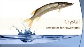  Presentation with blue water lily - Colorful PPT theme enhanced with small pike is jumping above backdrop and a cream colored foreground