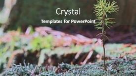  Presentation with lichen - PPT layouts consisting of small-pine-tree-between-cyan background and a tawny brown colored foreground