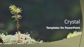  Presentation with lichen - Slide set enhanced with small-pine-tree-between-cyan background and a  colored foreground