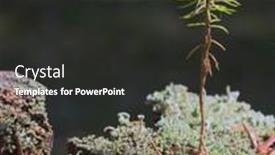  Presentation with lichen - Presentation theme enhanced with small-pine-tree-between-cyan background and a dark gray colored foreground