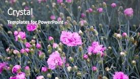  Presentation with pink flowers - PPT layouts featuring small pink carnation flowers - caryophyllaceae dianthus plumarius background and a dark gray colored foreground