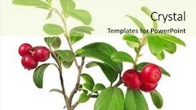  Presentation with red and white abstract - Slides featuring small plant - branch of red cowberries isolated background and a  colored foreground