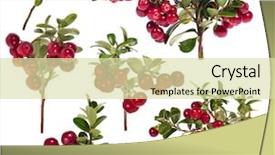  Presentation with cow - Cool new PPT layouts with small plant - branches of red cow-berries collection backdrop and a soft green colored foreground