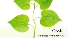  Presentation with plant drugs - PPT layouts consisting of small plant isolated on white background and a  colored foreground