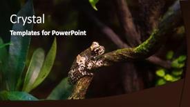  Presentation with poison - PPT layouts having small-poison-frog background and a black colored foreground