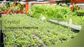 Presentation with plants growing - Audience pleasing PPT theme consisting of small-pots-with-green-seedlings backdrop and a yellow colored foreground