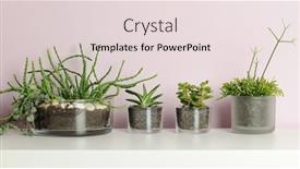  Presentation with plants - PPT theme with small-pots-with-succulent-plants background and a lemonade colored foreground