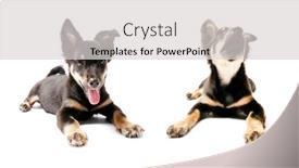  Presentation with puppy - Theme with small-puppy-of-breed-lancashire background and a light gray colored foreground