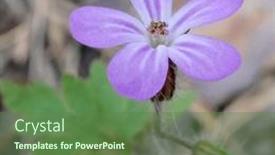  Presentation with geranium - Slide set enhanced with small-purple-flower-of-forest background and a tawny brown colored foreground