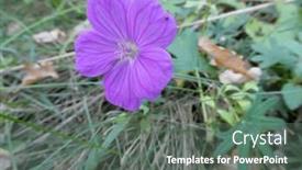  Presentation with geranium - PPT layouts with small-purple-flower-of-forest background and a gray colored foreground