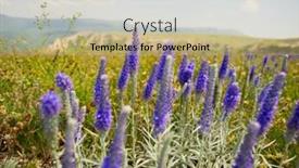  Presentation with purple flowers - Beautiful presentation design featuring small-purple-flowers-that-grow backdrop and a coral colored foreground