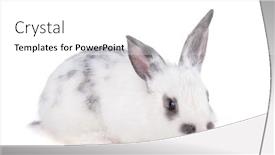  Presentation with rabbit - Theme with small rabbit isolated on white background background and a white colored foreground