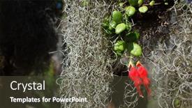  Presentation with chile - Theme having small-rare-red-flowers-chilean background and a tawny brown colored foreground