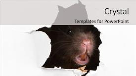 Presentation with black hole - Beautiful slides featuring rat trap - angry black syrian hamster looking backdrop and a light gray colored foreground