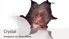  Presentation with black hole - Presentation theme consisting of rat trap - black syrian hamster looking background and a light gray colored foreground