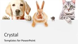  Presentation with pets - Cool new PPT theme with banner cats - funny pets on white background backdrop and a white colored foreground