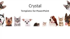  Presentation with pets - PPT theme featuring funny pets on white background background and a white colored foreground