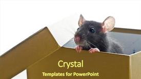  Presentation with white rat - Presentation theme featuring small rat on white isolated background and a tawny brown colored foreground