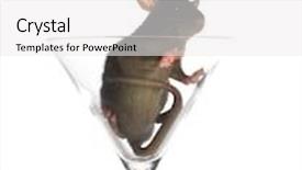  Presentation with white rat - Amazing presentation theme having small rat on white isolated backdrop and a white colored foreground