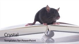  Presentation with white rat - PPT theme having small rat on white isolated background and a light gray colored foreground
