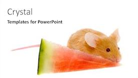  Presentation with rat - Amazing slides having small rat with a slice of a watermelon backdrop and a white colored foreground