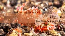 Presentation with crab - Cool new PPT layouts with small-red-and-white-sculpin backdrop and a coral colored foreground