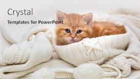  Presentation with british - PPT theme featuring small-red-british-kitten-playing background and a lemonade colored foreground