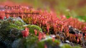  Presentation with bloom - Slide deck with small-red-moss-flowers background and a red colored foreground
