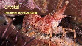  Presentation with shrimp - Slides featuring small-red-striped-shrimp-hides background and a tawny brown colored foreground