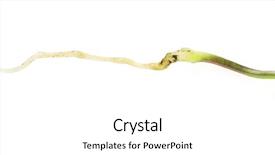  Presentation with seedling - Audience pleasing theme consisting of small rice plant - green bean seedling isolated backdrop and a white colored foreground