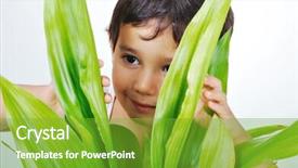  Presentation with rice plant - PPT layouts featuring small rice plant - young male is hiding behind background and a shamrock green colored foreground