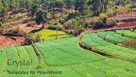  Presentation with breeding - Presentation consisting of small-rice-plants background and a seafoam green colored foreground