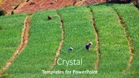  Presentation with rice field - Slide deck enhanced with small-rice-plants background and a tawny brown colored foreground